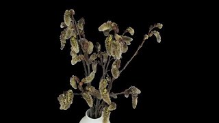 Growing Willow Catkins Time Lapse Stock Video