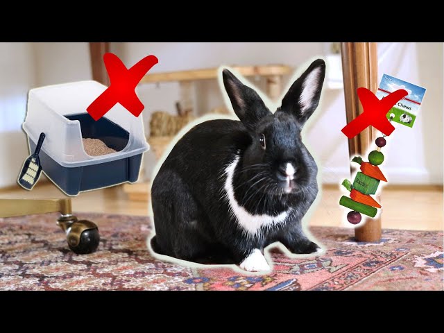 TOP 7 RABBIT PRODUCTS YOU SHOULD TRASH! | SPRING CLEANING class=