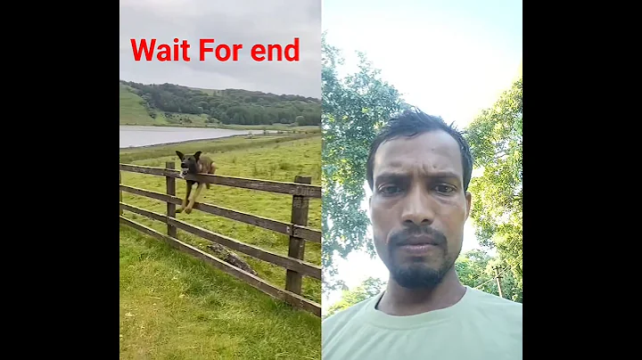 Video 10900431: funniest cats dogs compilation, cats dogs animals compilation