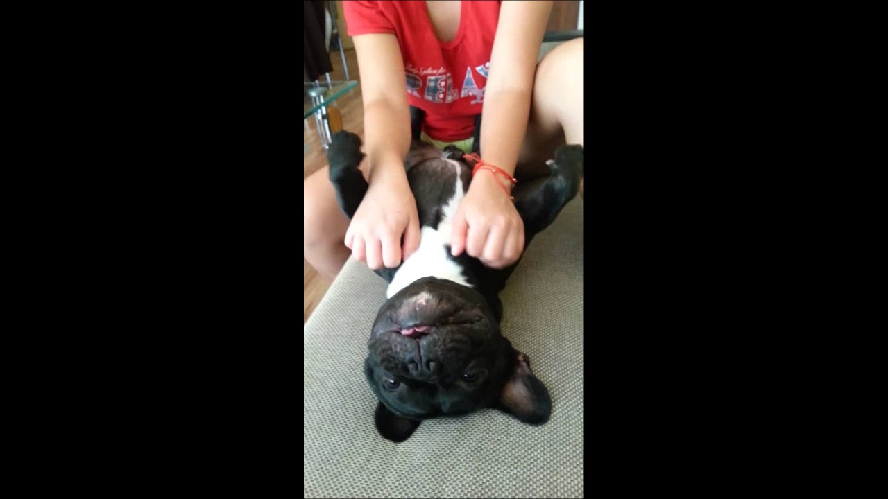 French Bulldog "Leo" massage YouTube