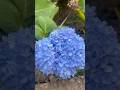 പൂക്കൾ ഏത് കളറിലും 👌❤️#dailyvlog #viral #flowers #love #trending #nature #beautiful #garden #reels