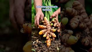 lakadong turmeric farming #turmeric #highcurcumine#healthy #nature#ytshorts #viral #trendingshorts