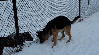 WEST GERMAN SHOW LINE SHEPHERD MEETS PITBULL