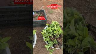 Taiwan pink guava clone plant available on vkjnursery 📱 9829719227#taiwanpinkguava #taiwanpinkamrud