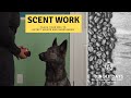 How to train your dog for akc scent work k9 nose work