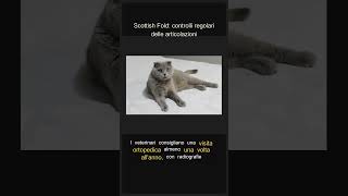 Scottish Fold: controlli regolari delle articolazioni #Shorts