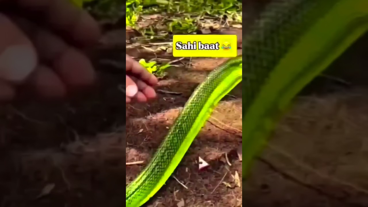বিষাক্ত সাপে কামড়ালে বিষ তোলার সহজ টেকনিক ⚕️#comedy #snake #foryou #trending #vairalvideo ⚕️