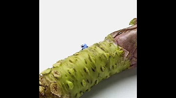 Wasabi Puppet 