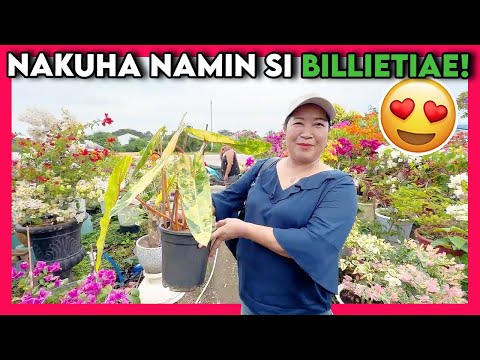 Discover Where I Buy Beautiful Plants | Finally Variegated Billietiae Joined Petit Jungle