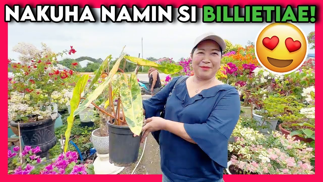 Discover Where I Buy Beautiful Plants | Finally Variegated Billietiae Joined Petit Jungle