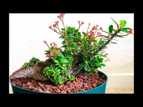 Vídeo: Tipos E Nomes Da Planta Euphorbia (34 Fotos): Descrições De Euphorbia, A Mais Bela E Comb, Resinosa E Trepadeira, Espinhosa E Sinadênio