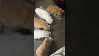 CAT FAMILY ENJOY BREAKFAST