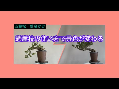 盆栽 五葉松 針金かけ 懸崖枝の使い方で景色が変わる - YouTube