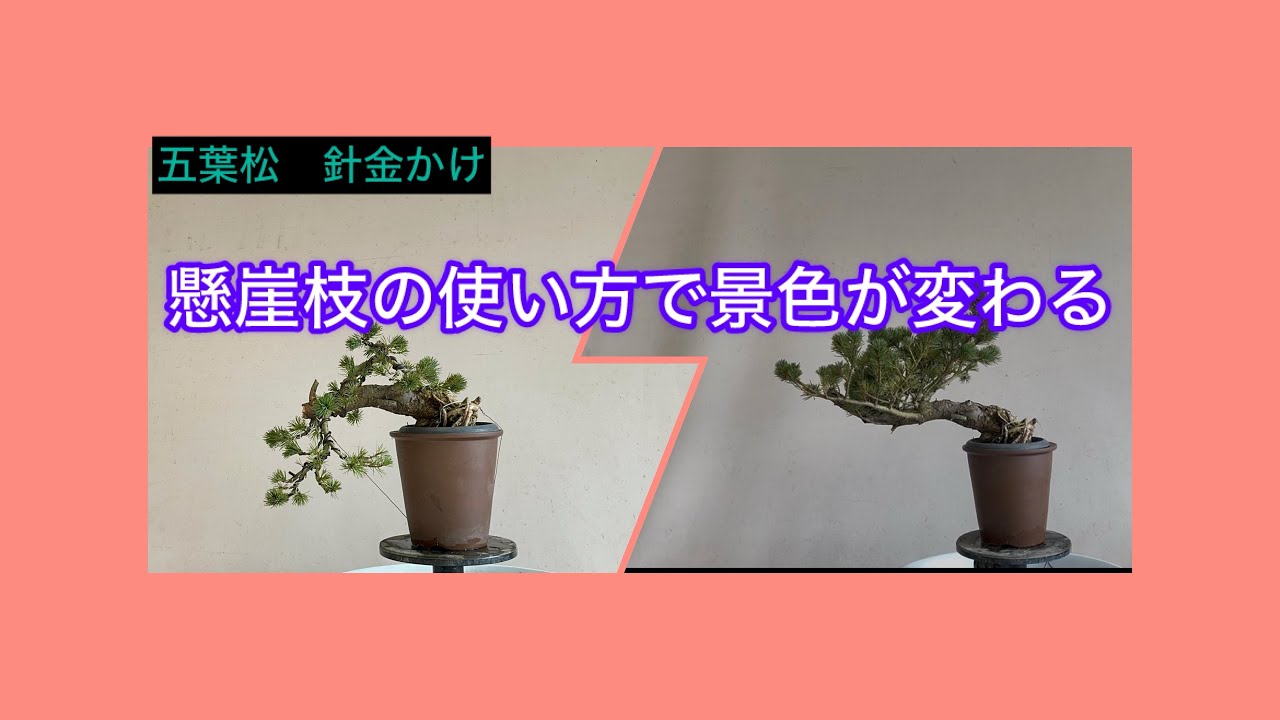 盆栽 五葉松 針金かけ 懸崖枝の使い方で景色が変わる - YouTube
