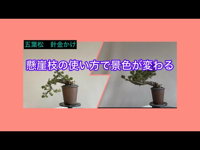 懸崖（けんがい）の五葉松　盆栽　引き取り限定、大田区、川崎等 那須五葉松(半懸崖)の情景盆栽【墨流し鉢】☆1点物☆ - インテリア盆栽