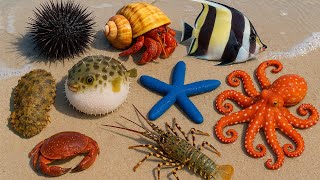 🐟 Coastal Foraging | Spiky Pufferfish 🐡, Hermit Crab 🐚, Spotted Octopus 🐙, Starfish ⭐ Colorful Fish