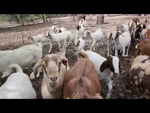 wrong gate goats