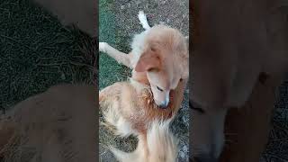 Dog.exe is now running: Wiggle Mode Activated!（卖萌狗🐶）