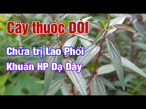 Video Công dụng cây THUỐC DÒI (Cây BỌ MẮM) | cách trị lao... - YouTube