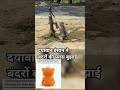 दयावान इंसान ने बंदरों की प्यास बुझाई ll #monkey #animals #shorts