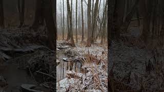 Лесной ручей. А имя его в конце истории.