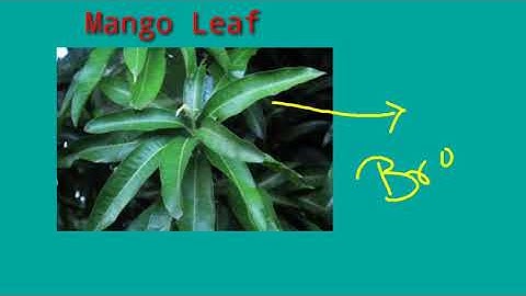 Dav Class -4 Science Ch-4 (Plants Around Us) part-1 Terrestrial Plants