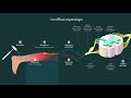 Le Reflexe Myotatique - SVT- Terminale