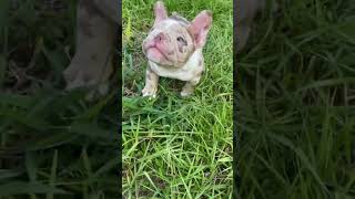 Did I just create a Frenchie from 2 Micro Bullies 🤯🤯 Did I just create a Frenchie from 2 Micro Bullies 🤯🤯