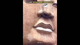 Other Wasp Nest Removals Vs This One
