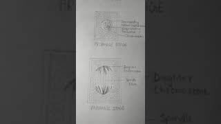 Biology Experiment Class12Th Stages In Mitosis