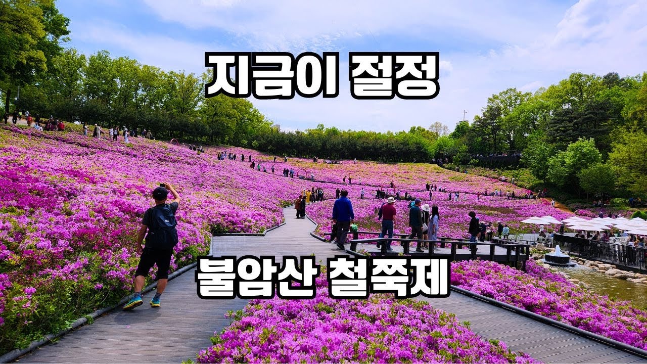 2024-mt-bulam-royal-azalea