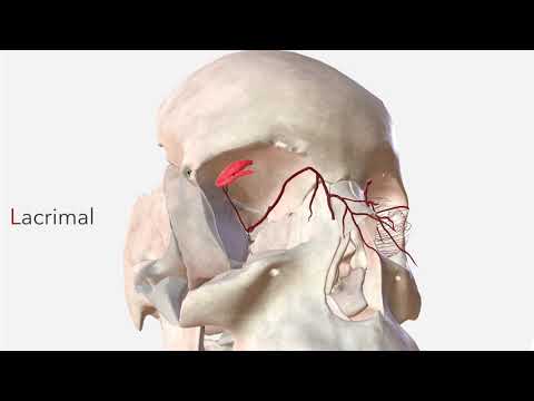 Ophthalmic Artery - Anatomy, Branches & Relations