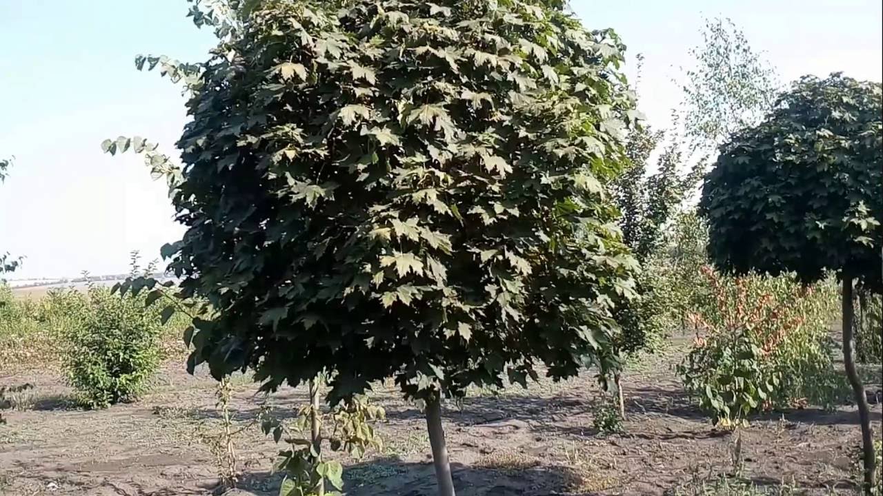Клён Шаровидный Globosum | Plante.md