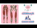 Adductors Muscles Medial Compartment Of Thigh Lower Limb هبسطهالك 