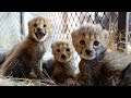 Baby cheetahs make a home at the sanctuary | The Lion Whisperer