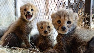 Baby cheetahs make a home at the sanctuary | The Lion Whisperer