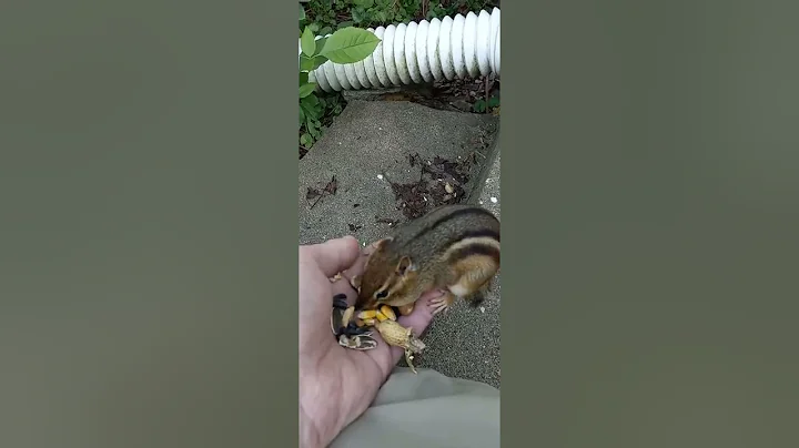 Chipmunk ASMR