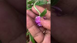 வாடாமல்லி பூவிலிருந்து செடி வளர்க்கும் easy trick 🌿 #shortvideo #gardening #terracegardenindia
