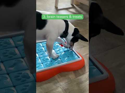 Video: Vetstreet.com se transformă în 5! Cum de 11 dintre animalele noastre preferate din Instagram celebrează și ziua lor de naștere