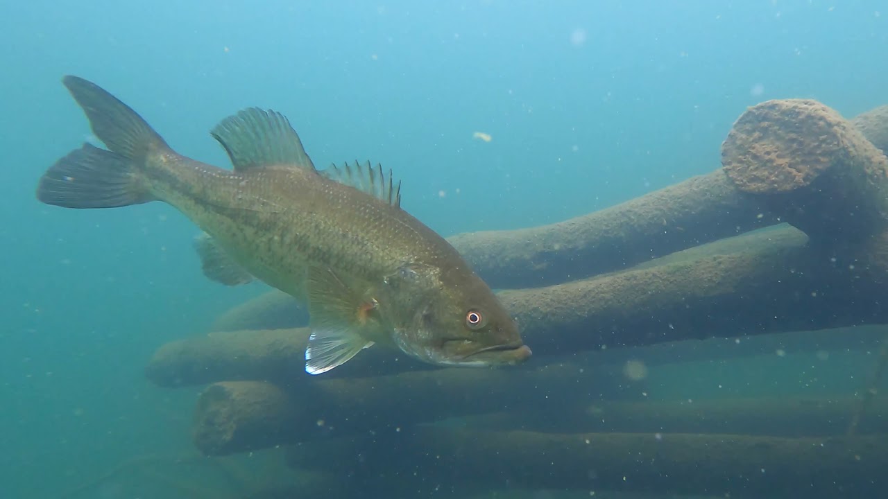 Diving in Fish Playground - Freshwater Lake in Upper Michigan!!