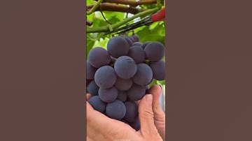 How Prune Grapes 🍇 Tree#grapepruning #grapetree ##grapefarm #grapefruit