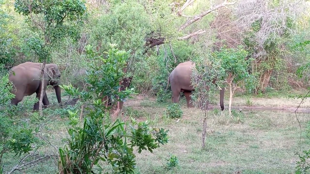 Tusker Elephant | Tree Tops Jungle Lodge