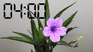1000 loài hoa #004, chiều tím, tua nhanh 650x time lapse, Ruellia brittoniana