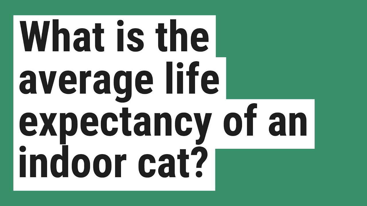 What is the average life expectancy of an indoor cat? - YouTube - Indoor Cat Life Expectancy Factor
