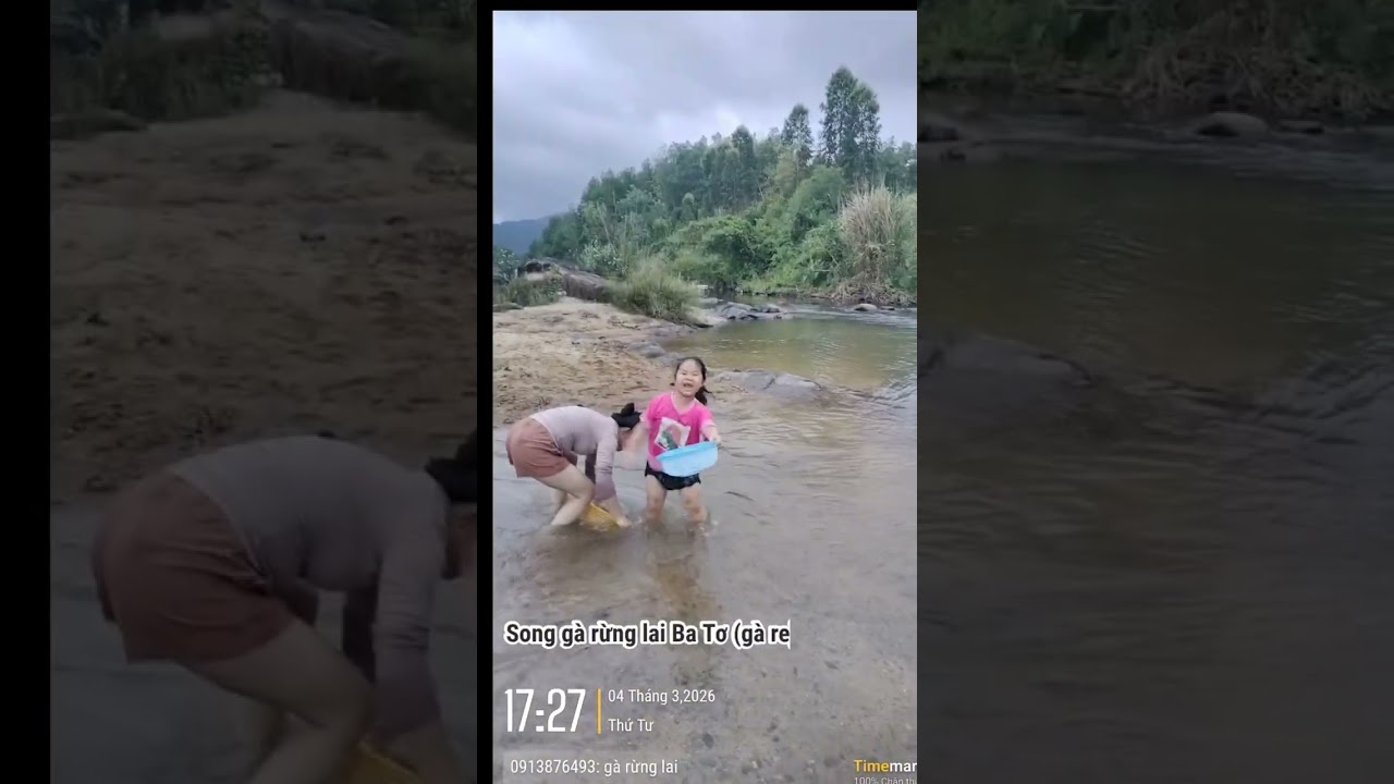 Gà re ( gà rừng lai) quảng Ngãi