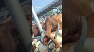 Farmer offered large sums of money for cow with fifth leg