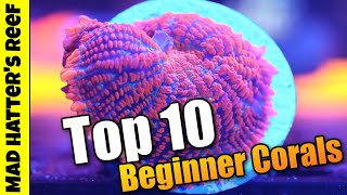 Top 10 Beginner Friendly Corals