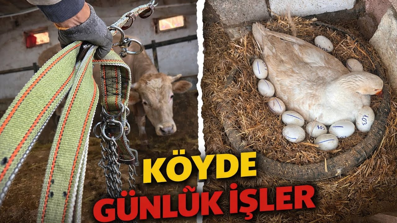 Kesimhane yapımına başlıyoruz / Kaz Nasıl Gurk Yatırılır? / Kölük Danalara Neden Yular Takıyoruz ?