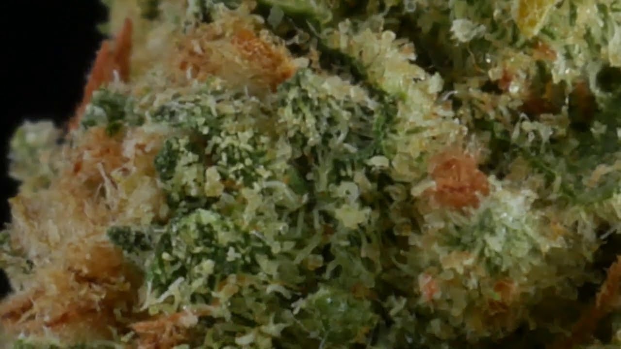 4K Cannabis 031 - Riff Hawaiian Heartbreak 