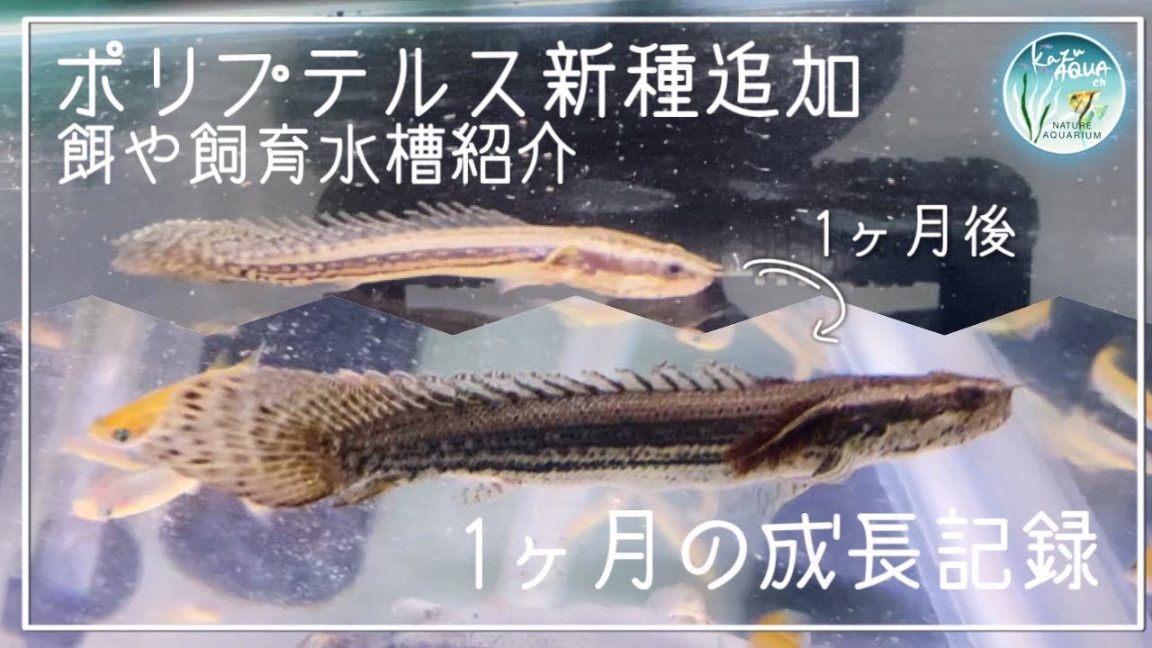 90cm水槽に新たな生体追加します アクアリウム 古代魚混泳水槽 Kazuaquach Youtube 90cm水槽に新たな生体追加します アクアリウム 古代魚混泳水槽 Kazuaquach Youtube